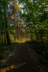 Obraz premium Słońce przebijające się przez drzewa nad brzegiem morza