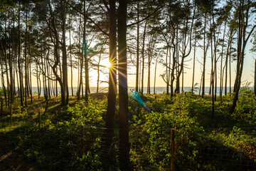 Słońce przebijające się przez drzewa nad brzegiem morza © MarcinRoj.Fotografia