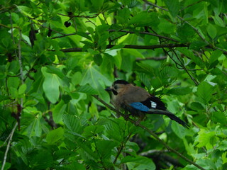 jay garrulus glandarius bird on tree branch	