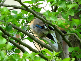 jay garrulus glandarius bird on tree branch	