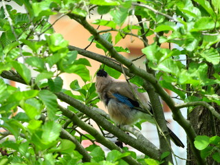 jay garrulus glandarius bird on tree branch	