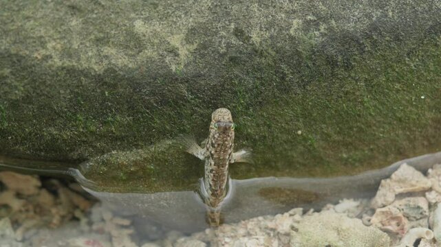 Mudskipper crawling on rocks near the shore