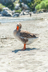 Dock, Palm tree forest beach