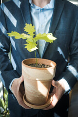 Growth in business, ecology and business, a man holding a pot with a young oak seedling.
