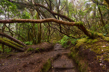 Mossy laurisilva trees in Anaga, Tenerife