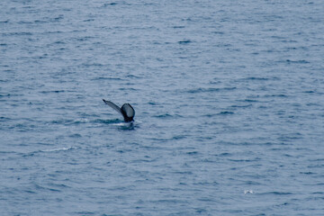 Whale tail emerging from the serene waters of Icelands coastline at dusk
