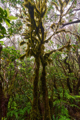 Fototapeta premium Mossy trees in Anaga