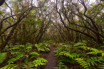 Mossy laurisilva trees in Anaga, Tenerife