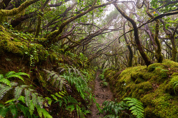 Mossy laurisilva trees in Anaga, Tenerife