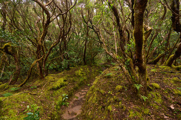 Mossy laurisilva trees in Anaga, Tenerife