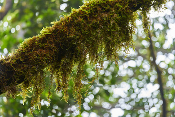 Mossy trees in Anaga