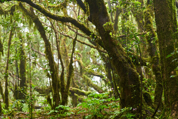 Mossy trees in Anaga