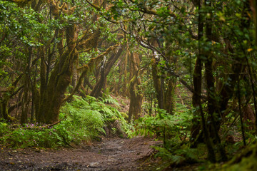 Mossy laurisilva trees in Anaga, Tenerife
