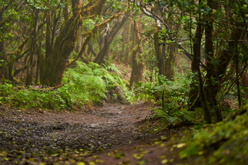 Mossy laurisilva trees in Anaga, Tenerife