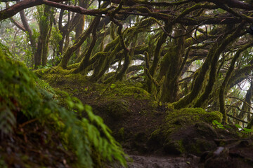 Mossy laurisilva trees in Anaga, Tenerife