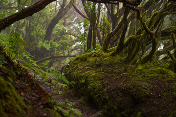 Mossy laurisilva trees in Anaga, Tenerife