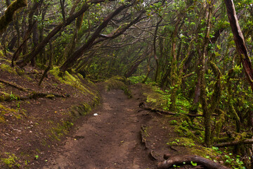 Mossy laurisilva trees in Anaga, Tenerife