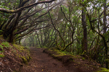 Mossy laurisilva trees in Anaga, Tenerife