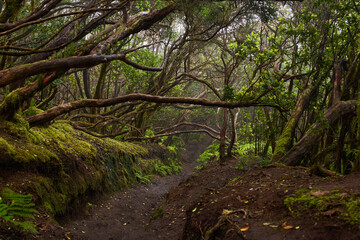 Mossy laurisilva trees in Anaga, Tenerife