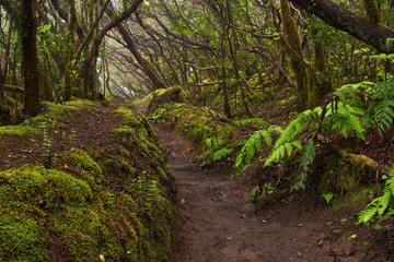 Obraz premium Mossy laurisilva trees in Anaga, Tenerife