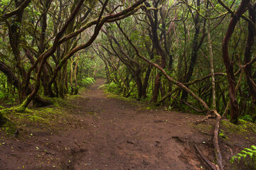 Mossy laurisilva trees in Anaga, Tenerife