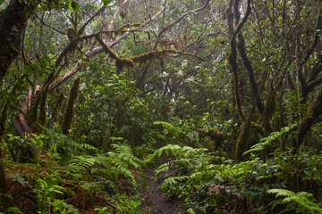 Ferns and mossy trees in Anaga