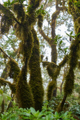 Fototapeta premium Mossy trees in Anaga