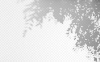 Obraz premium Shadow overlay from a tree branch isolated on a transparent background.