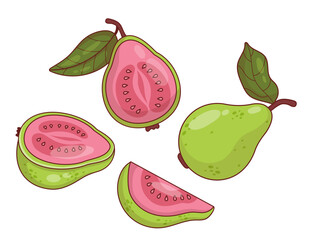 Pink Guava Fruit Tree set. Isolated tropical product on White Background. Vector illustration