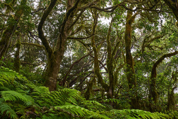 Ferns and mossy trees in Anaga