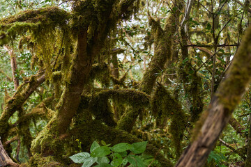 Mossy trees in Anaga