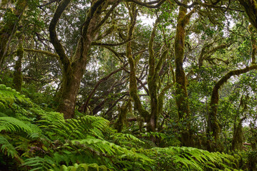 Ferns and mossy trees in Anaga