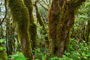Fototapeta premium Mossy trees in Anaga