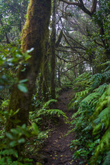 Mossy laurisilva trees in Anaga, Tenerife
