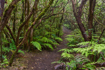 Mossy laurisilva trees in Anaga, Tenerife