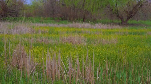 Vacaresti Natural Park, a delta formed in the center of Bucharest. Spring landscape with willows in the glade with reeds and yellow flowers