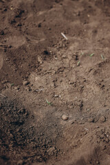 Mine, danger, sappers, ground, anti-personnel, PFM, explosive, Russian, Ukraine, battlefield, threat, hidden, landmine, soil, military, hazard, war, detection, safety, defusal, risk, territory, destru