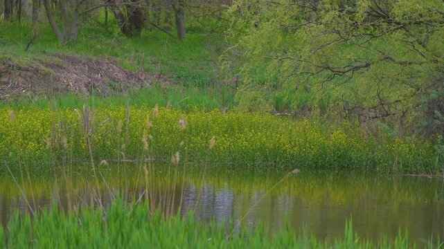 Vacaresti Natural Park, a delta formed in the center of Bucharest. Spring landscape with willows in the glade with reeds and yellow flowers