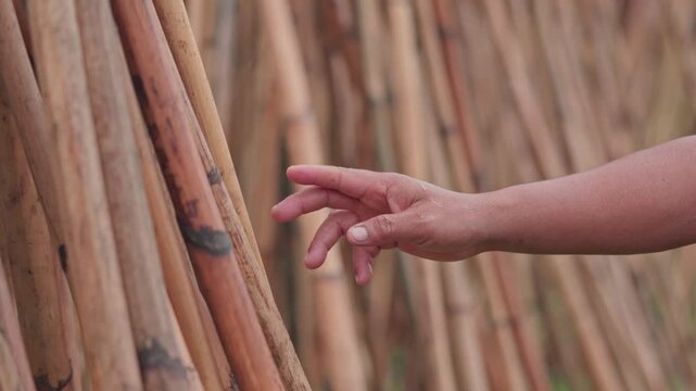 A man holds dried wild rattan canes