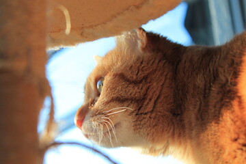 Aufmerksame rote Katze