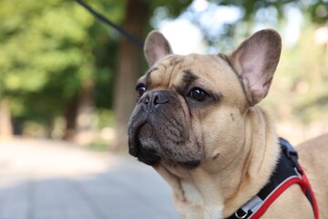 Obraz premium Adorable pet. Cute French bulldog with leash in park, closeup. Space for text