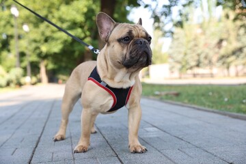 Obraz premium Adorable pet. Cute French bulldog with leash in park
