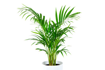 Fototapeta premium Lush Greenery Parlor Palm Houseplant in Pot