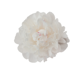 Close up isolated a beautiful white peony summer blossom of on a transparent background, perfect for design projects