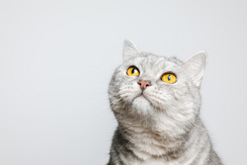 Lovely cat portrait close up with copy space. Cat is looking up attentively