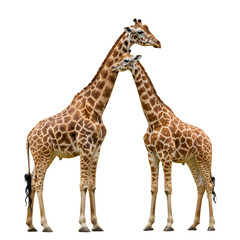 Naklejka premium Two giraffes standing side by side, isolated background, vivid color and texture