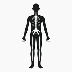 Human Anatomy Diagram Skeletal and Circulatory Systems Illustrated