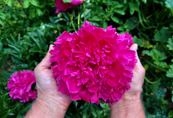 A large bright crimson peony flower in men's palms on a blurred background of summer garden greenery