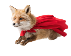 Fox superhero costume flying animal red cape isolated fantasy playful. fox wearing red superhero cape appears to be flying isolated transparency background creating whimsical and playful fantasy