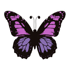 Grunge colorful butterfly. Vector illustration of beautiful butterfly texture with stipple effect isolated transparent background. Perfect wall fabric clothes decor. Room interior art. EPS 10